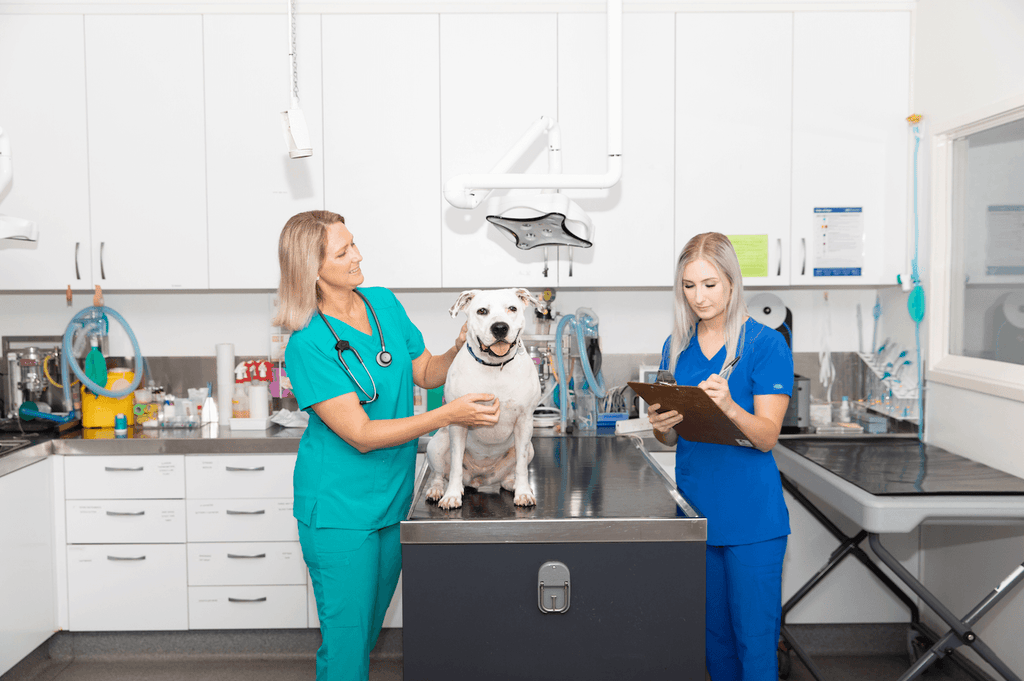 Best Scrubs for Vets: Top Uniforms for Veterinary Professionals